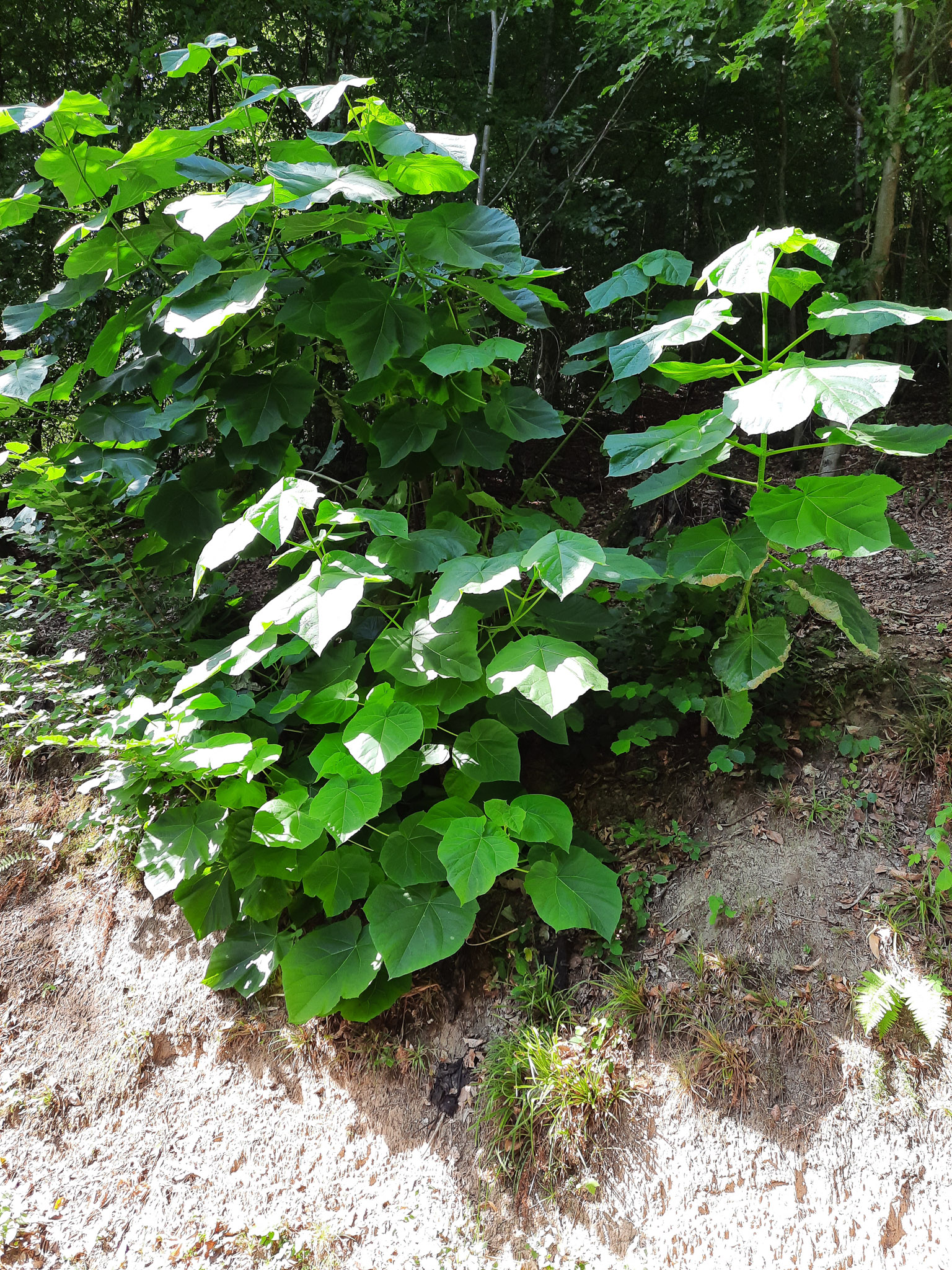 20220814105315 20220814 105313